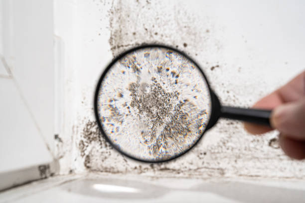 Best Mold Damage Restoration  in Fowler, MI